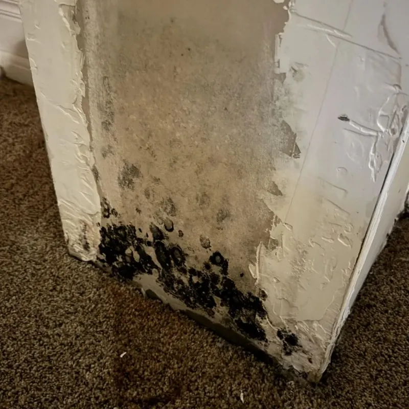 Professional Mold Removal in Breckenridge, TX